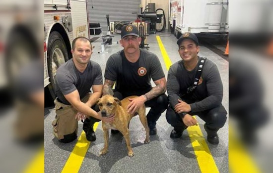 Cape Coral Dog Vanishes Into Storm Drain, Firefighters Chase Him Down and Win