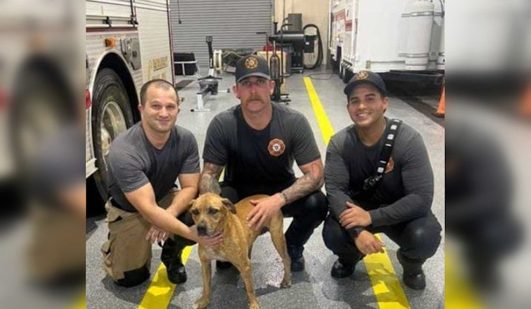 Cape Coral Dog Vanishes Into Storm Drain, Firefighters Chase Him Down and Win