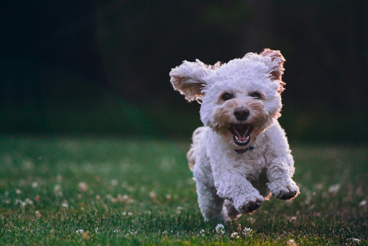 Oak Ridge Car Show Doubles as Pet Rescue Mission This Saturday
