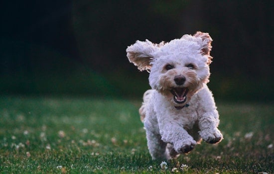 Oak Ridge Car Show Doubles as Pet Rescue Mission This Saturday
