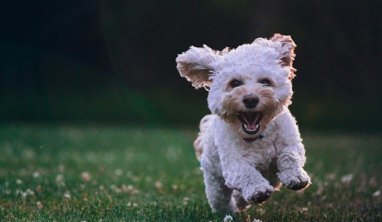 Oak Ridge Car Show Doubles as Pet Rescue Mission This Saturday