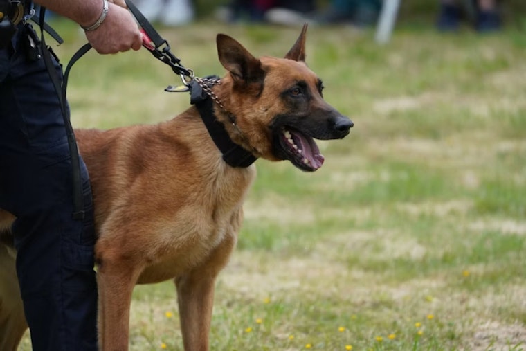 Castle Rock Family Owes $300K After Deputy's K-9 Mauls Toddler, Maims Dad