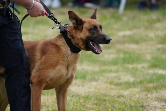 Castle Rock Family Owes $300K After Deputy's K-9 Mauls Toddler, Maims Dad