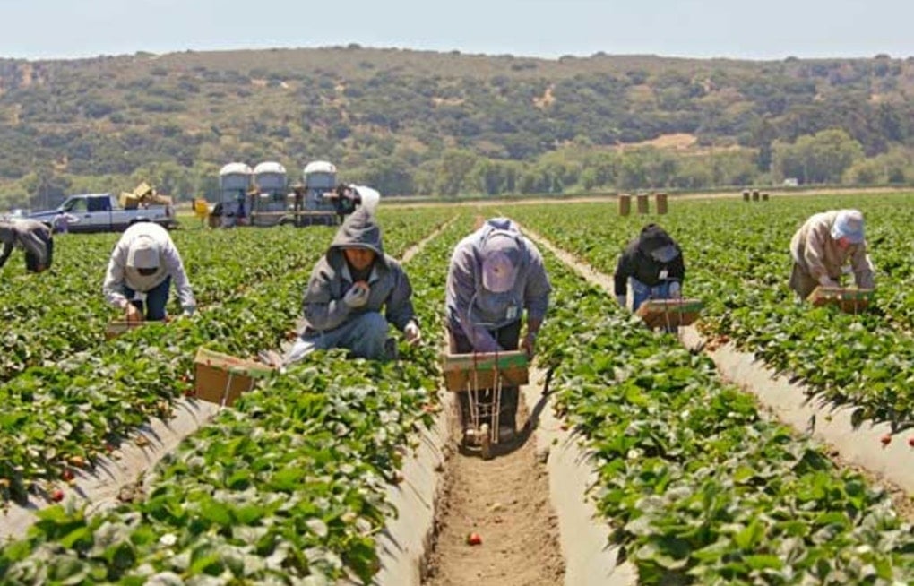 Central Valley on Measles Alert as 140 Farmworkers Exposed in Arizona Tracked