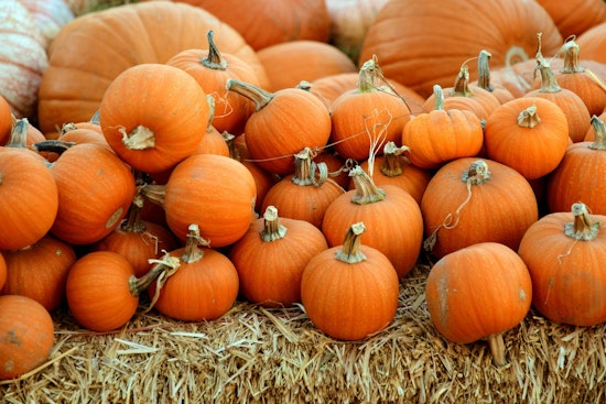 Cheekwood Harvest 2026 Returns to Nashville With New Marigold River