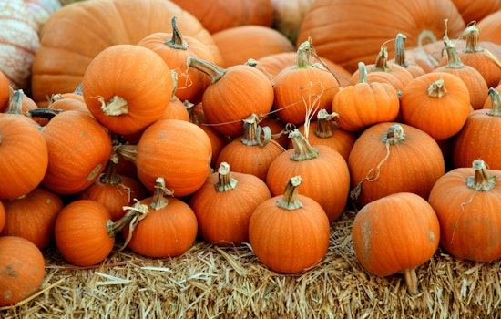 Cheekwood Harvest 2026 Returns to Nashville With New Marigold River