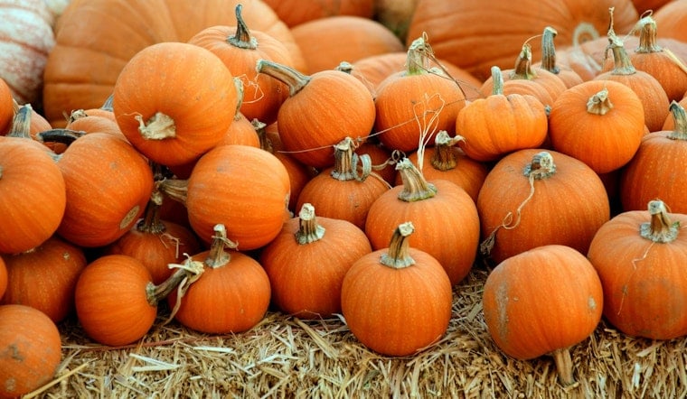 Cheekwood Harvest 2026 Returns to Nashville With New Marigold River