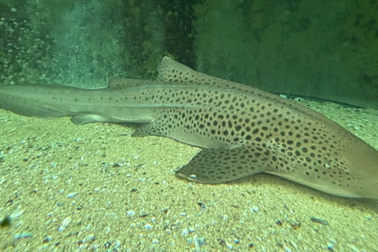 Chicago's Shedd Aquarium Ships Zebra Shark Eggs 9,000 Miles to Save Species