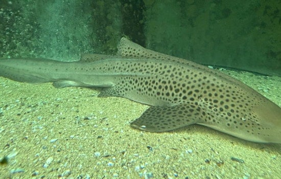 Chicago's Shedd Aquarium Ships Zebra Shark Eggs 9,000 Miles to Save Species