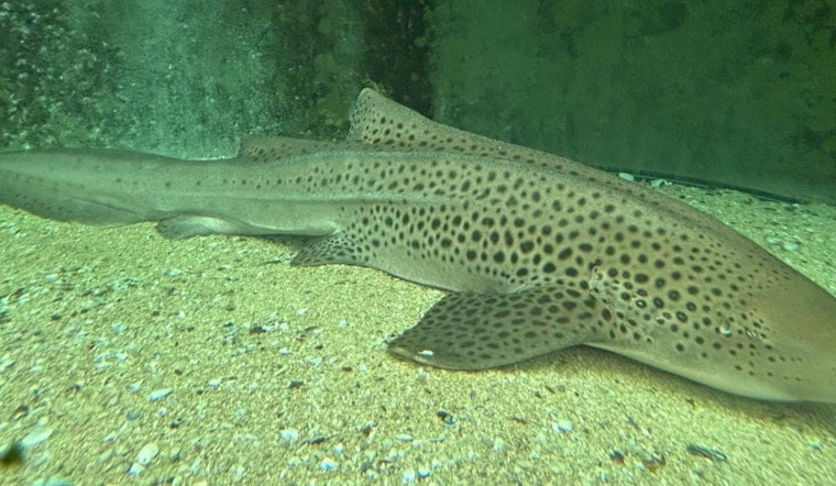 Chicago's Shedd Aquarium Ships Zebra Shark Eggs 9,000 Miles to Save Species
