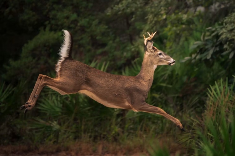Chronic Wasting Disease Hits Farmed Deer in 3 Michigan Counties, Sparks Herd Tracing
