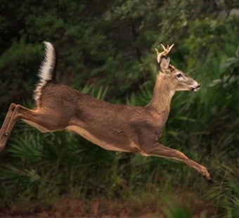 Chronic Wasting Disease Hits Farmed Deer in 3 Michigan Counties, Sparks Herd Tracing