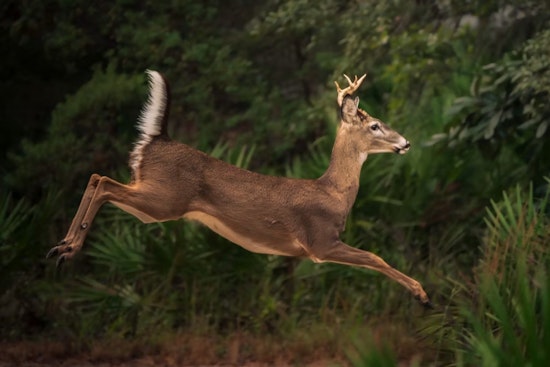 Chronic Wasting Disease Hits Farmed Deer in 3 Michigan Counties, Sparks Herd Tracing