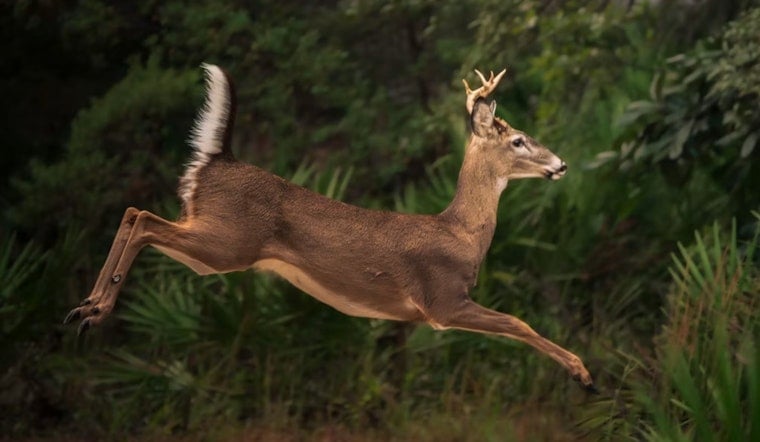 Chronic Wasting Disease Hits Farmed Deer in 3 Michigan Counties, Sparks Herd Tracing