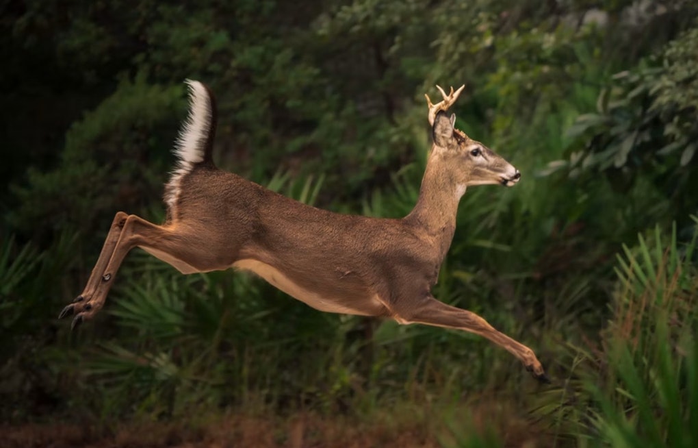 Chronic Wasting Disease Hits Farmed Deer in 3 Michigan Counties, Sparks Herd Tracing