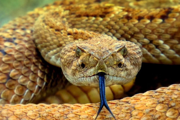 City Heights Man Grabs Rattlesnake Bare-Handed After It Nearly Bites His Dog