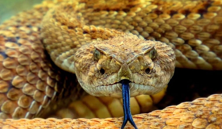 City Heights Man Grabs Rattlesnake Bare-Handed After It Nearly Bites His Dog