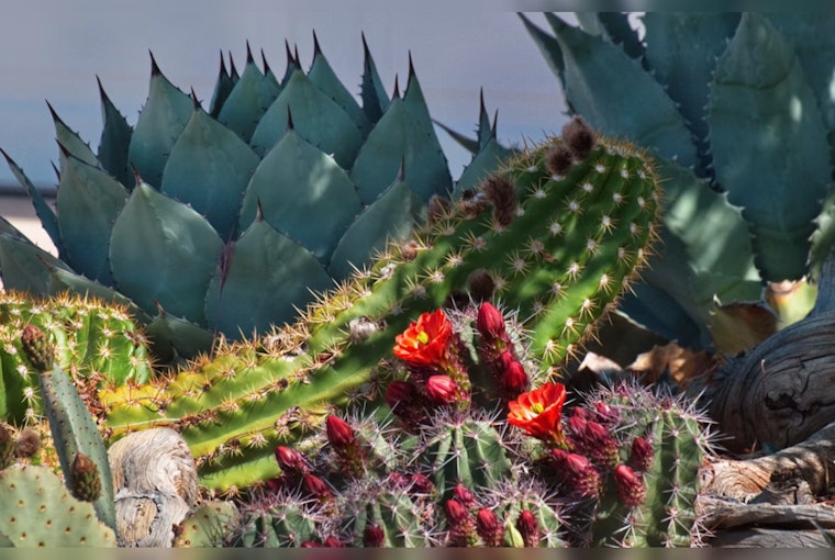 City Park's Sun Garden Ditches Thirsty Plants for Cacti and Agaves