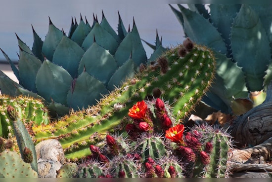 City Park's Sun Garden Ditches Thirsty Plants for Cacti and Agaves