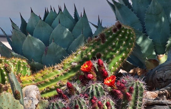 City Park's Sun Garden Ditches Thirsty Plants for Cacti and Agaves