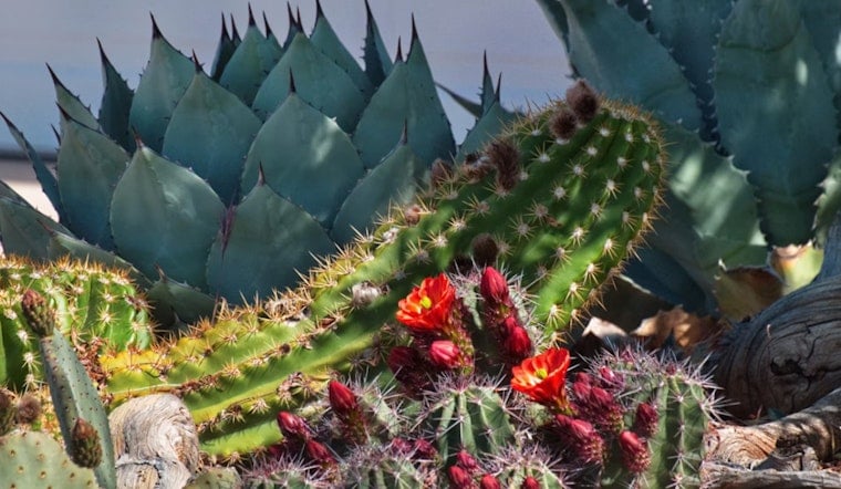 City Park's Sun Garden Ditches Thirsty Plants for Cacti and Agaves