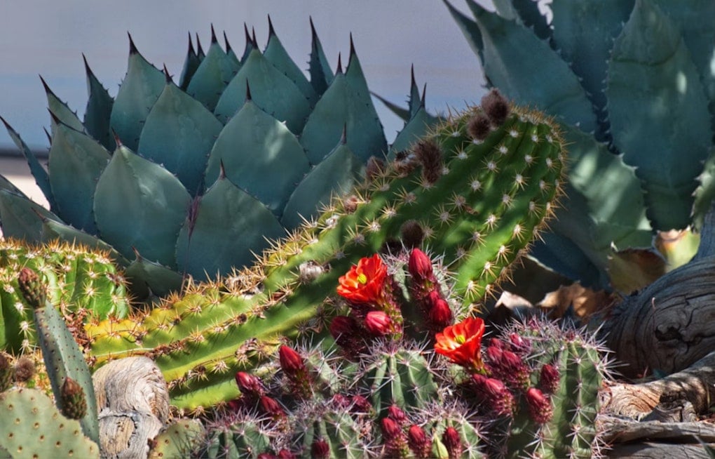 City Park's Sun Garden Ditches Thirsty Plants for Cacti and Agaves