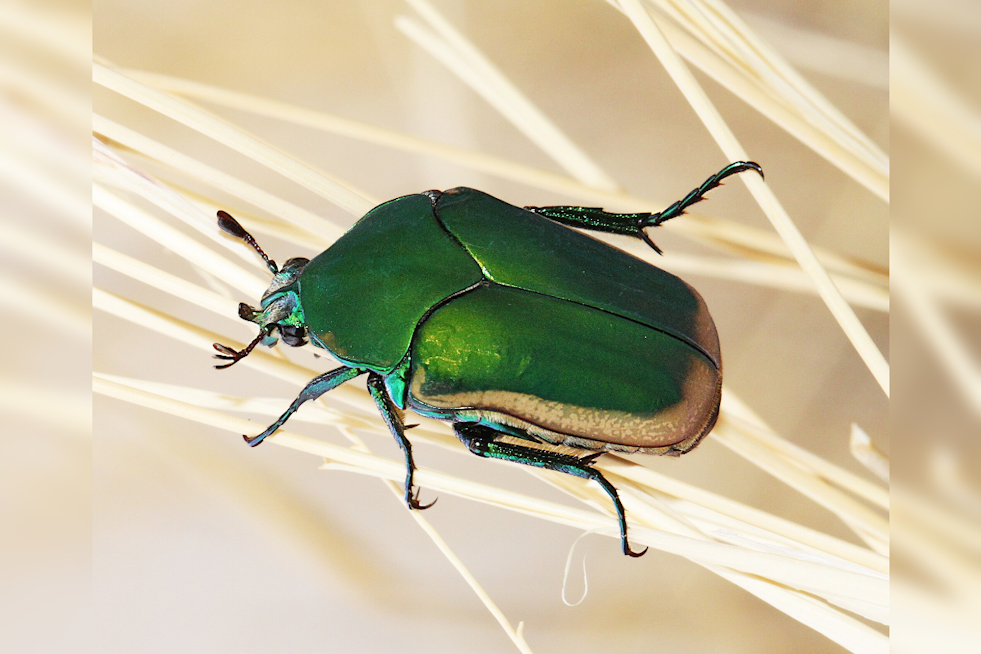 Clumsy Green Beetles Are Swarming L.A. Yards, Bumping Into Faces