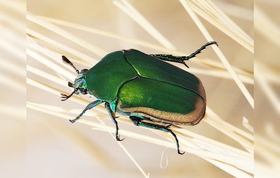 Clumsy Green Beetles Are Swarming L.A. Yards, Bumping Into Faces
