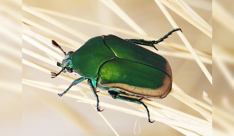 Clumsy Green Beetles Are Swarming L.A. Yards, Bumping Into Faces