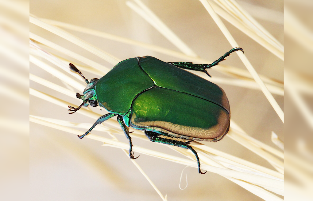 Clumsy Green Beetles Are Swarming L.A. Yards, Bumping Into Faces