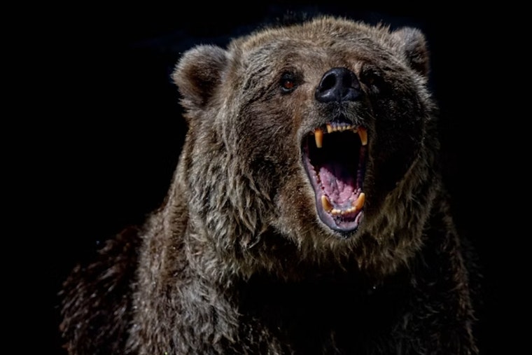 Colorado Bear Attacks Hit Six in 2026 After Angler Mauled Near Denver Trail
