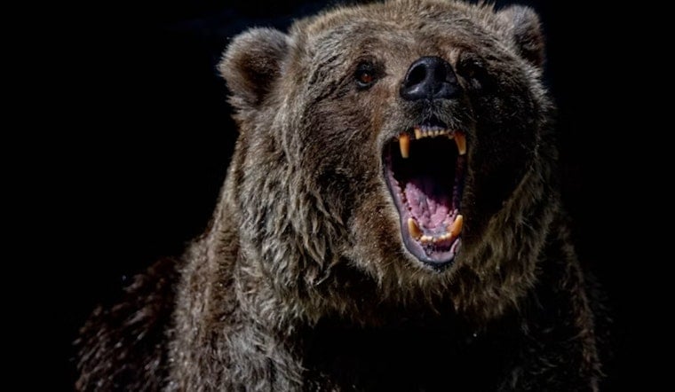Colorado Bear Attacks Hit Six in 2026 After Angler Mauled Near Denver Trail