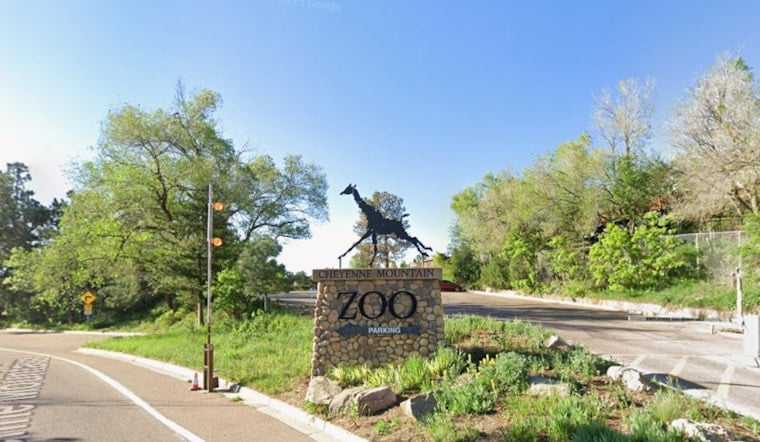 Colorado Springs’ Rare Leopard Cub at Cheyenne Mountain Zoo Is Whipped for Cream