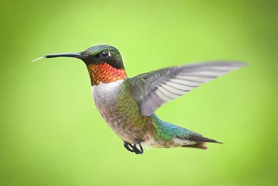 Colorado's Peak Hummingbird Season Hits, but New Bear Law Complicates Feeders