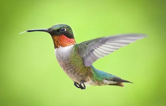 Colorado's Peak Hummingbird Season Hits, but New Bear Law Complicates Feeders