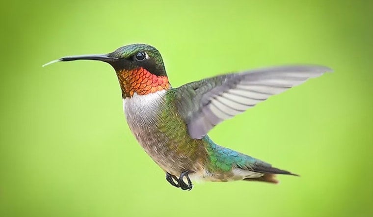 Colorado's Peak Hummingbird Season Hits, but New Bear Law Complicates Feeders