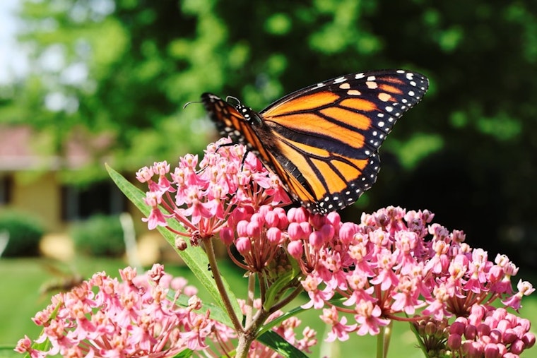 Columbia Butterfly Taggers Chase Monarchs Before Mexico Flight Begins