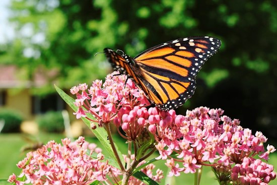 Columbia Butterfly Taggers Chase Monarchs Before Mexico Flight Begins