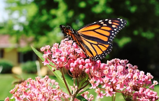 Columbia Butterfly Taggers Chase Monarchs Before Mexico Flight Begins