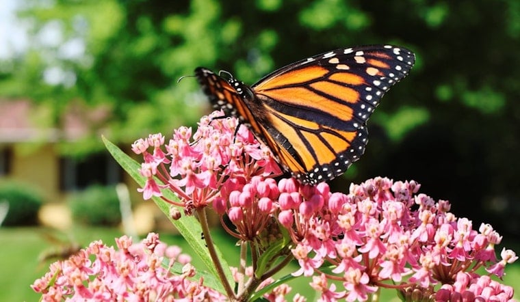 Columbia Butterfly Taggers Chase Monarchs Before Mexico Flight Begins