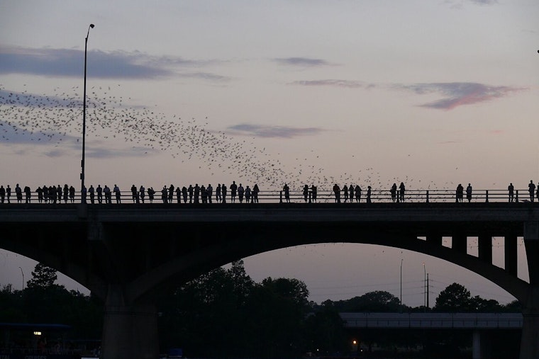 Congress Avenue Bridge Bats Get New Bilingual Signs, Films Ahead of Merlin Tuttle Day