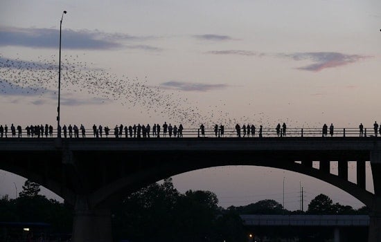 Congress Avenue Bridge Bats Get New Bilingual Signs, Films Ahead of Merlin Tuttle Day