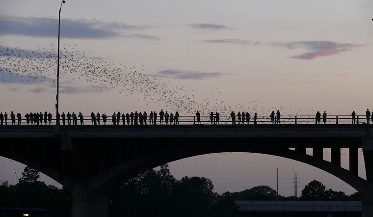 Congress Avenue Bridge Bats Get New Bilingual Signs, Films Ahead of Merlin Tuttle Day