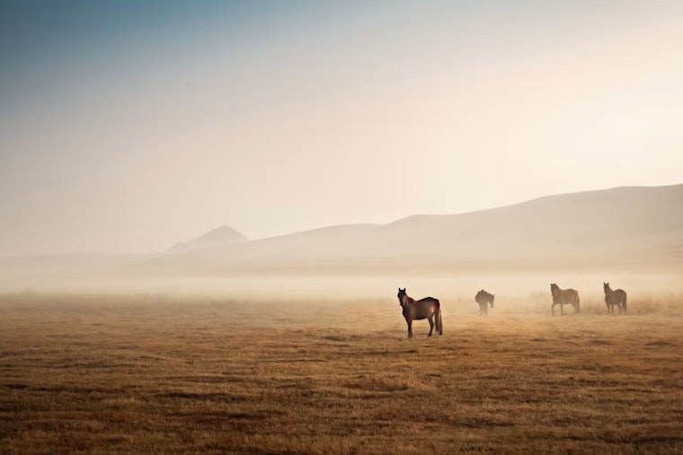 Costilla County's Wild Horses Live in Legal Limbo, Advocate Won't Leave Them