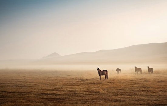 Costilla County's Wild Horses Live in Legal Limbo, Advocate Won't Leave Them