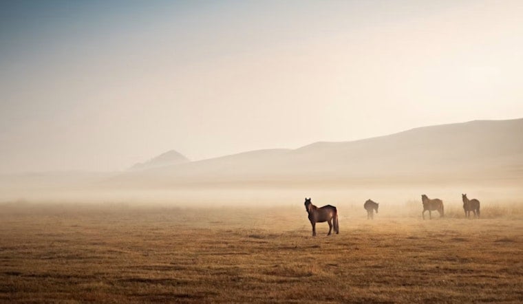 Costilla County's Wild Horses Live in Legal Limbo, Advocate Won't Leave Them