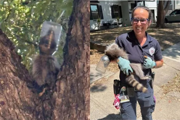 Dallas Raccoon Freed After Days Trapped With Mayo Jar Stuck on Her Head