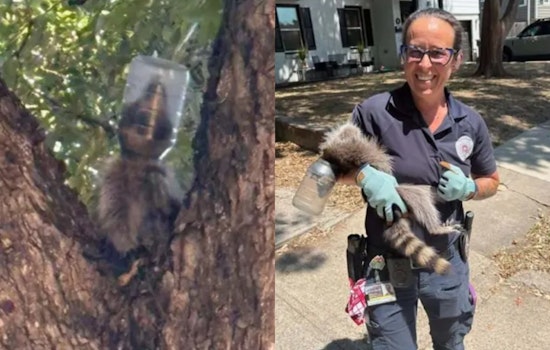 Dallas Raccoon Freed After Days Trapped With Mayo Jar Stuck on Her Head