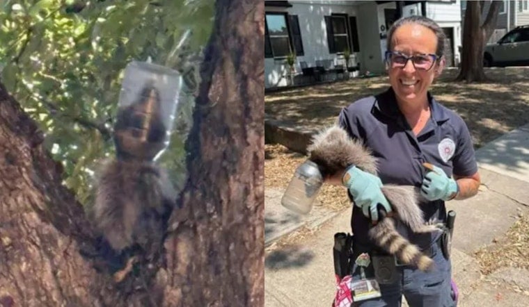 Dallas Raccoon Freed After Days Trapped With Mayo Jar Stuck on Her Head