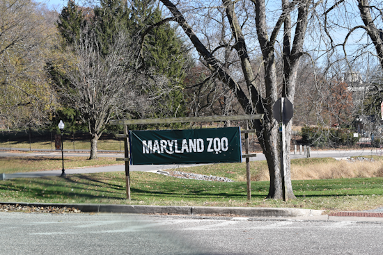 Davis the Cheetah Dies at Maryland Zoo in Baltimore